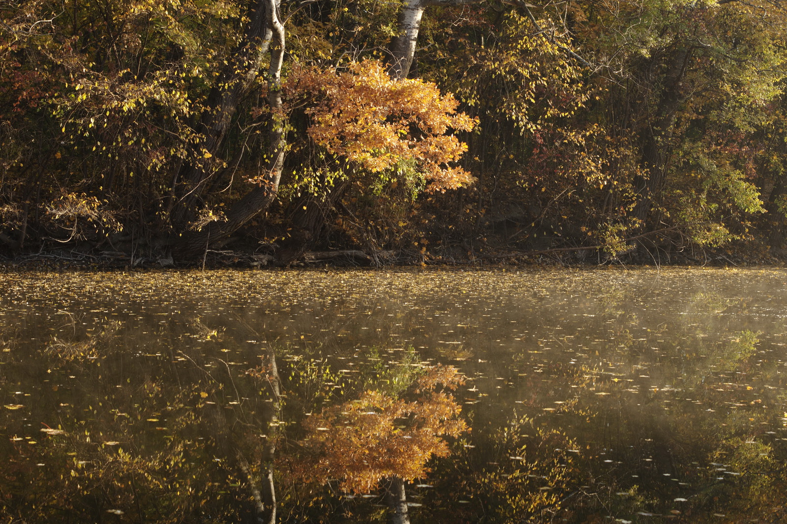 Autumn.colours.in.the.park 2010