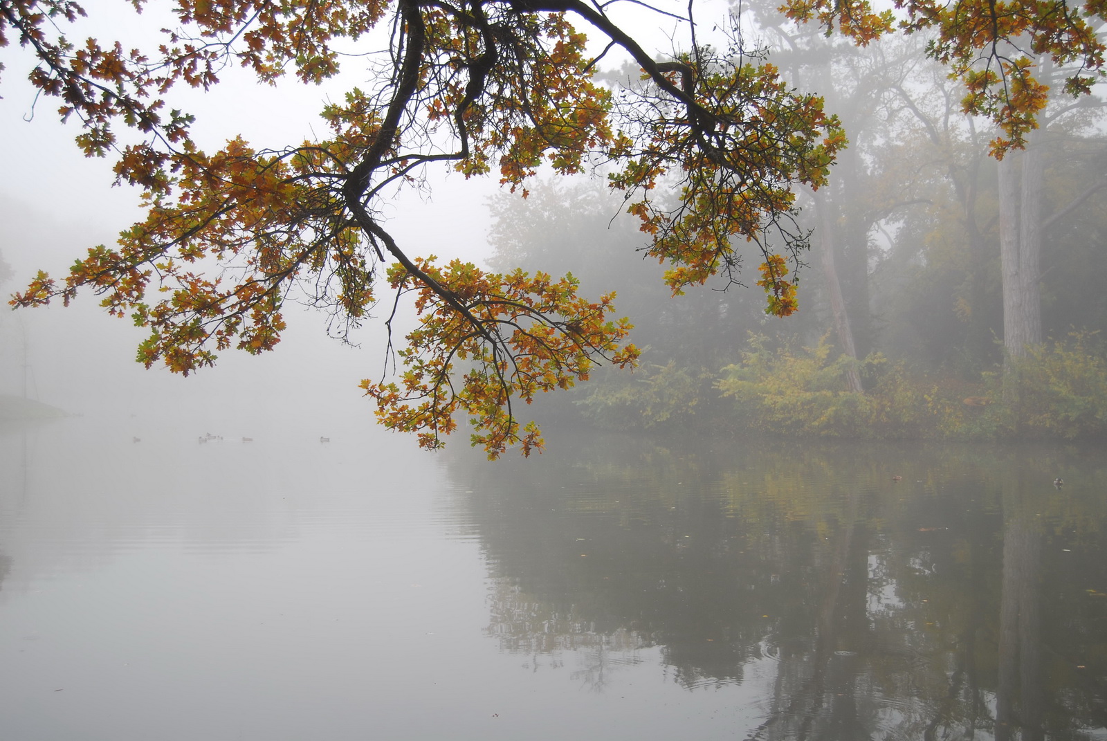 Autumn.mood.park.laxenburg 2008