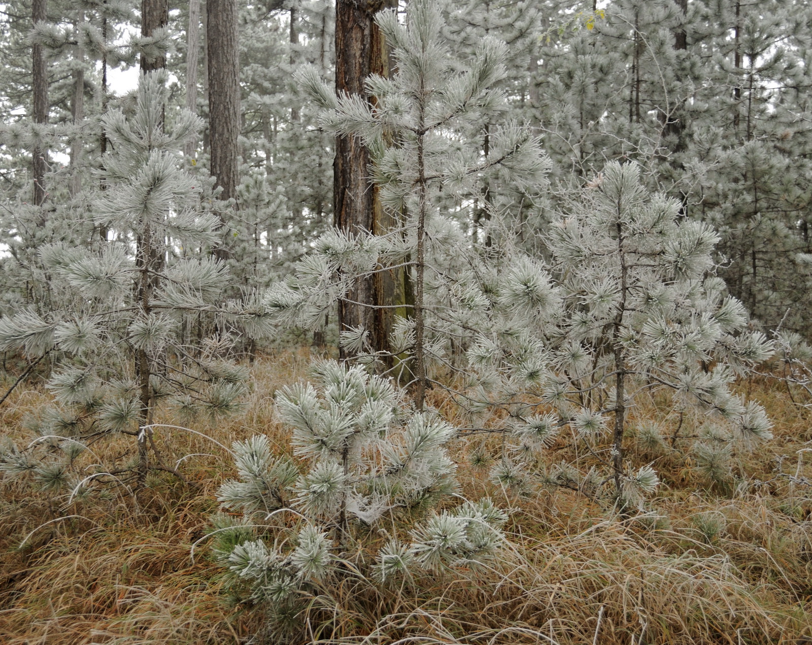 Fairy.tale.wood.in.december 2009