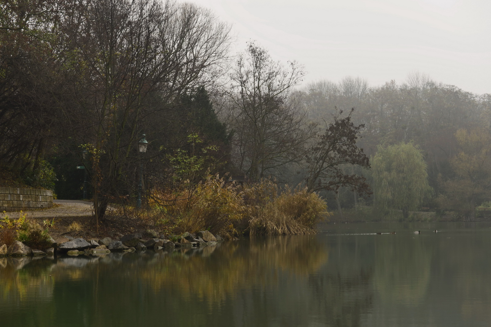 Foggy.november.day.kurpark.oberlaa 2012