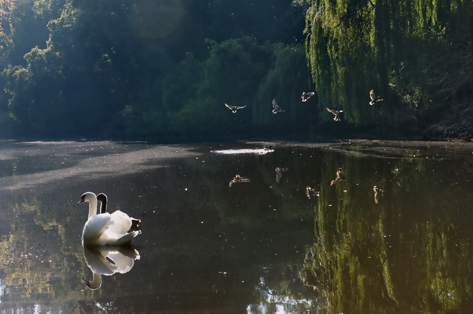 Magic.light.on.the.pond 2010