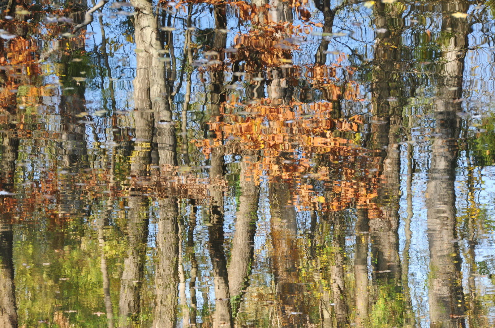 Magic.of.autumn.colours 2015