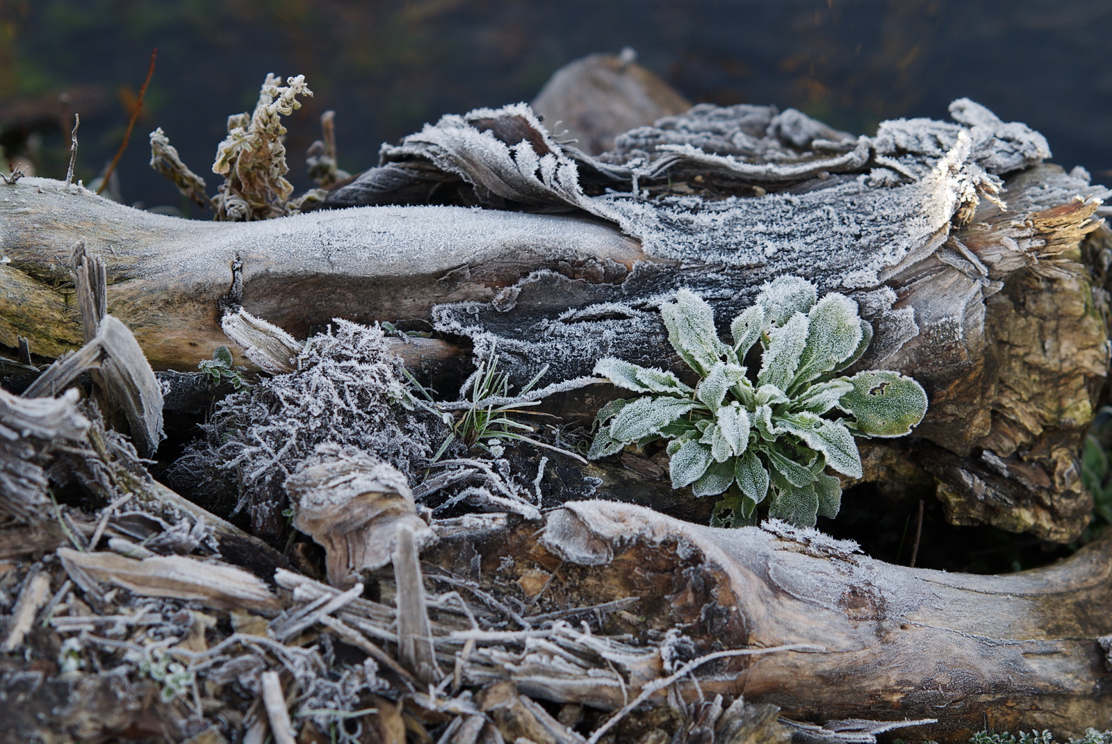 Morning.frost.in.december 2008