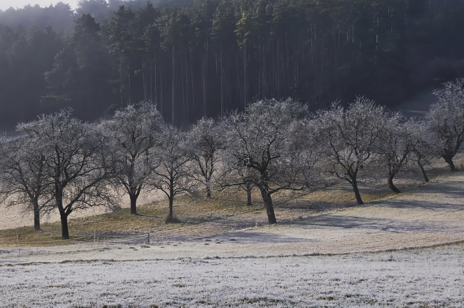 Morning.frost.in.december 2009