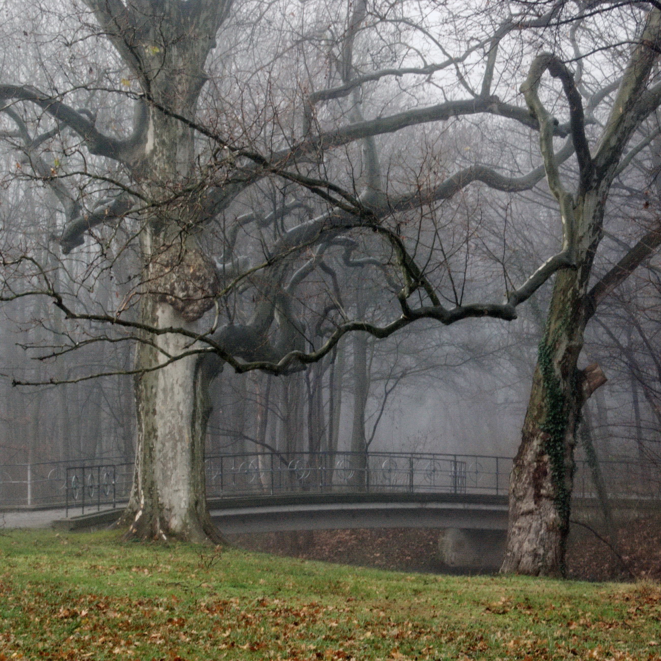 Novemberstimmung.park.laxenburg 2008