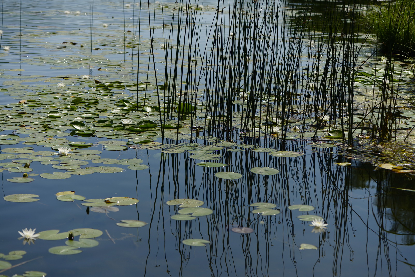 Seerosen.alte.donau 2012