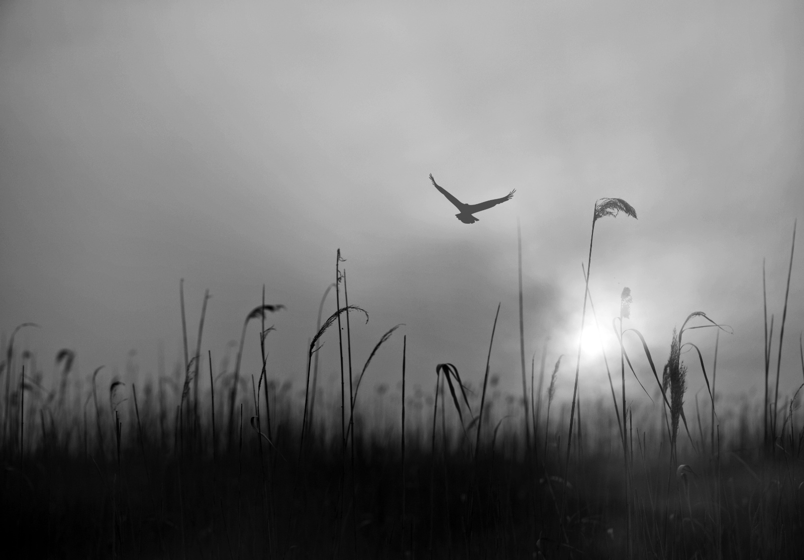 Sunrise.at.neusiedlersee 2013