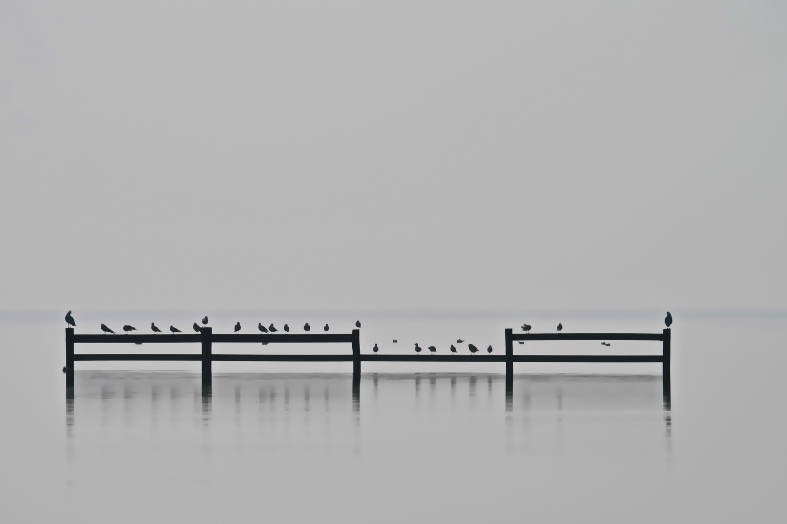 Foggy.november.roosts 2014