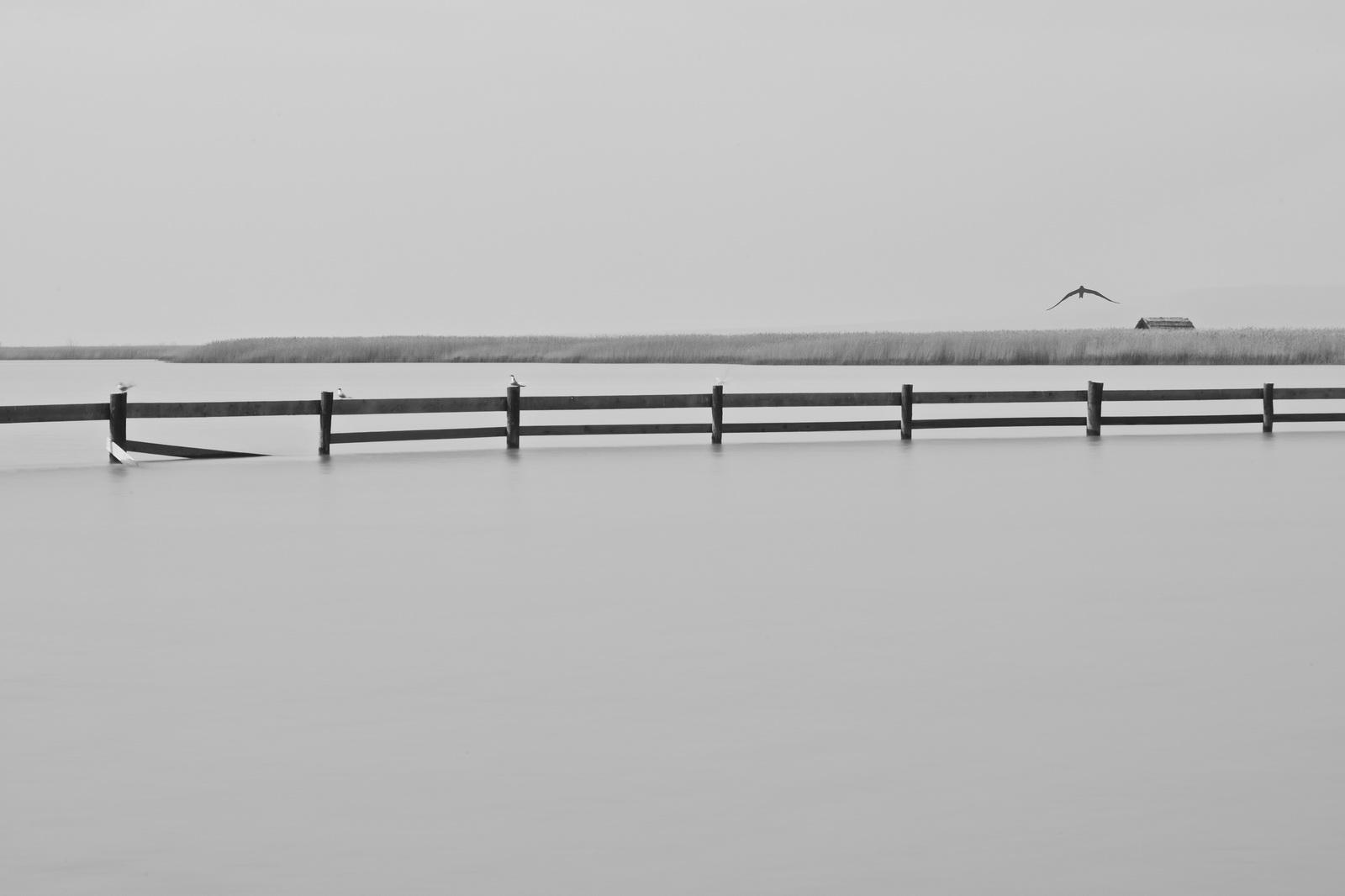 Lake.neusiedl.breitenbrunn1 2013