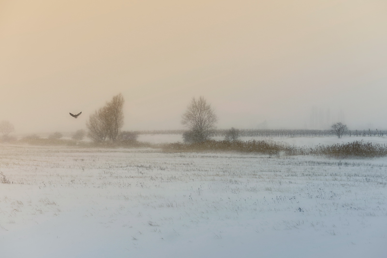 Beauty.of.a.winter.morning 2013
