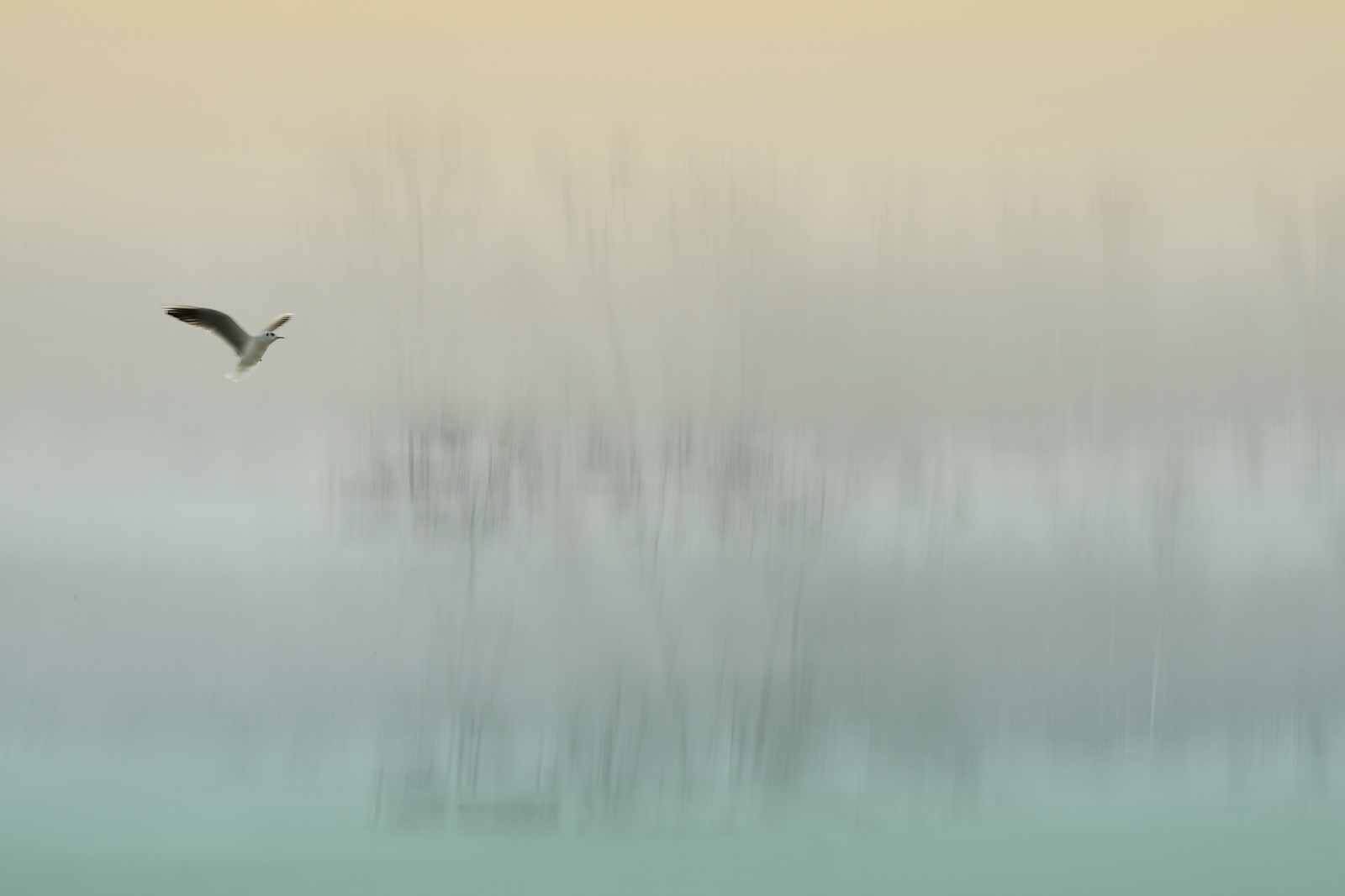 Gull.enjoying.the.winter.colours 2013