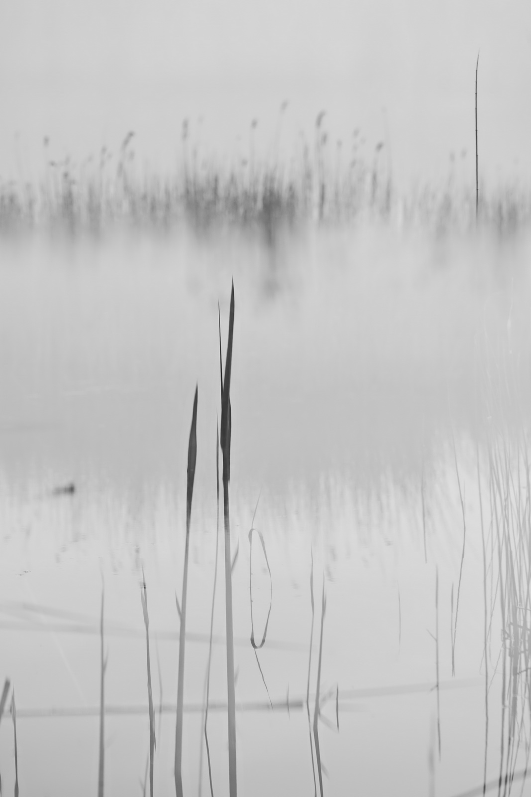 Minimalistic.reed.impression 2013