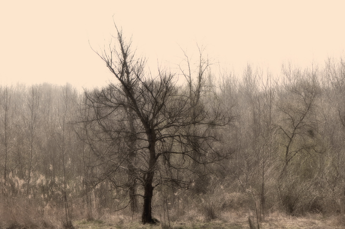 Bizarre.beauty.of.a.leafless.tree 2019