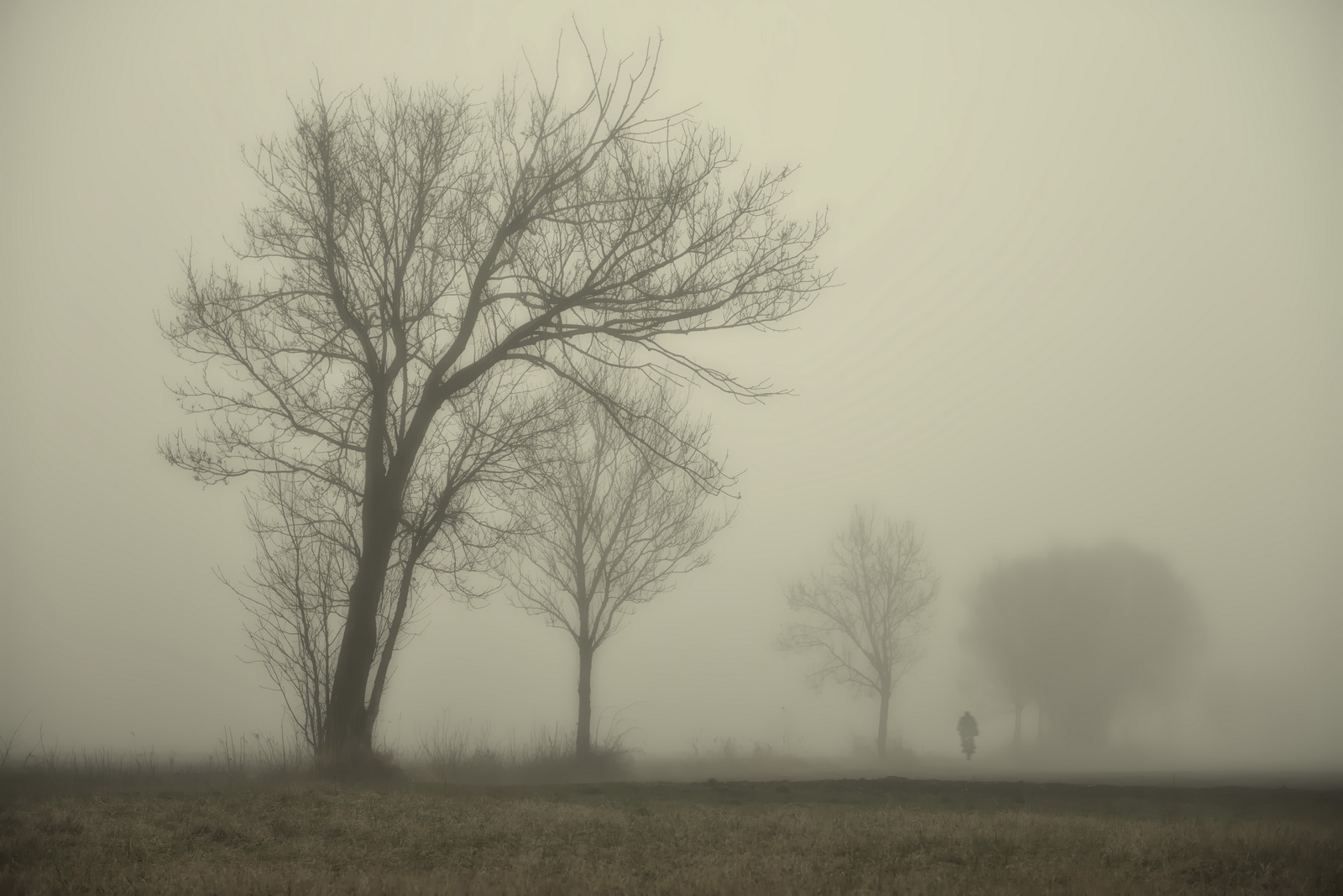 Disappearing.in.the.fog 2016