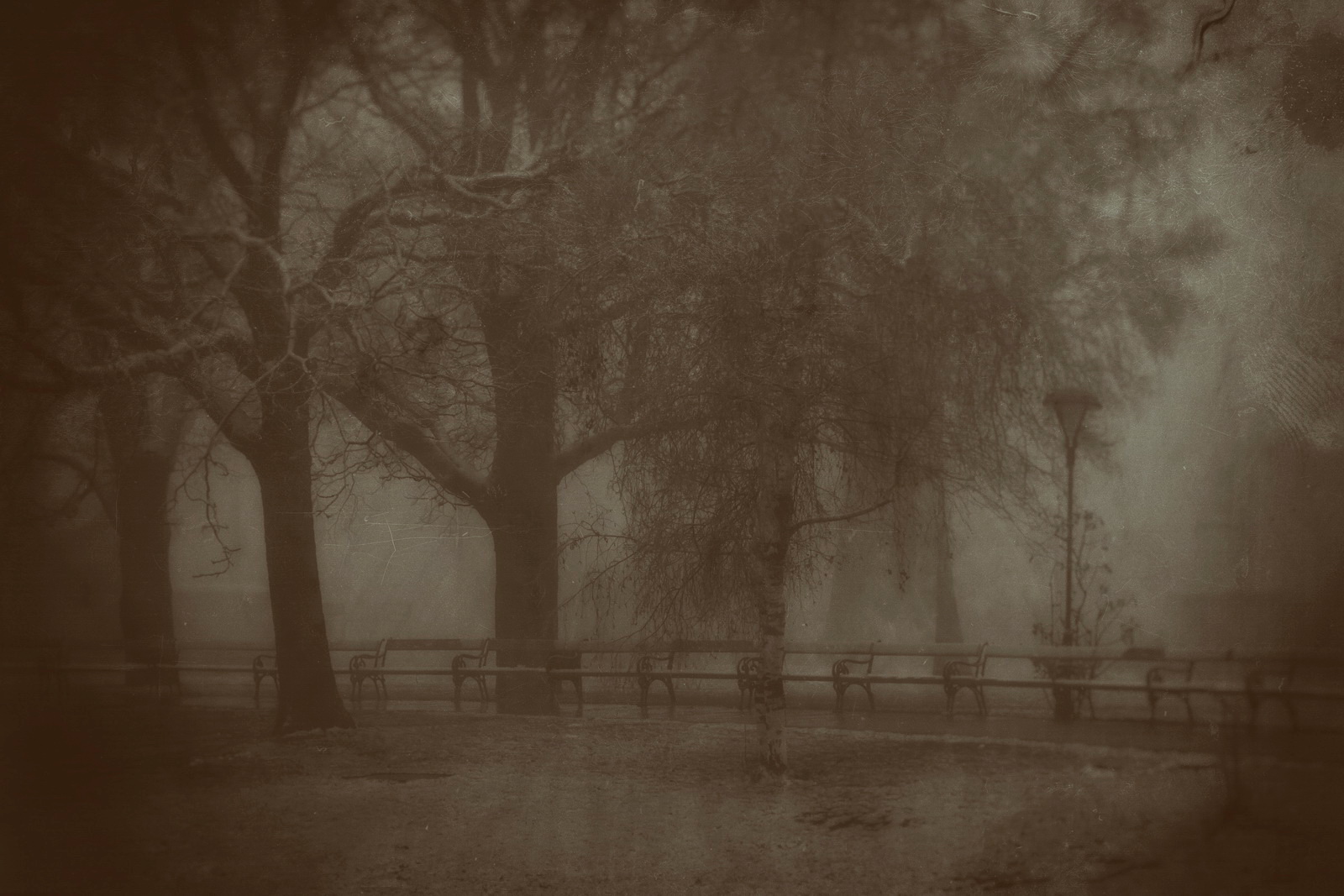 Foggy.park.scenery 2012