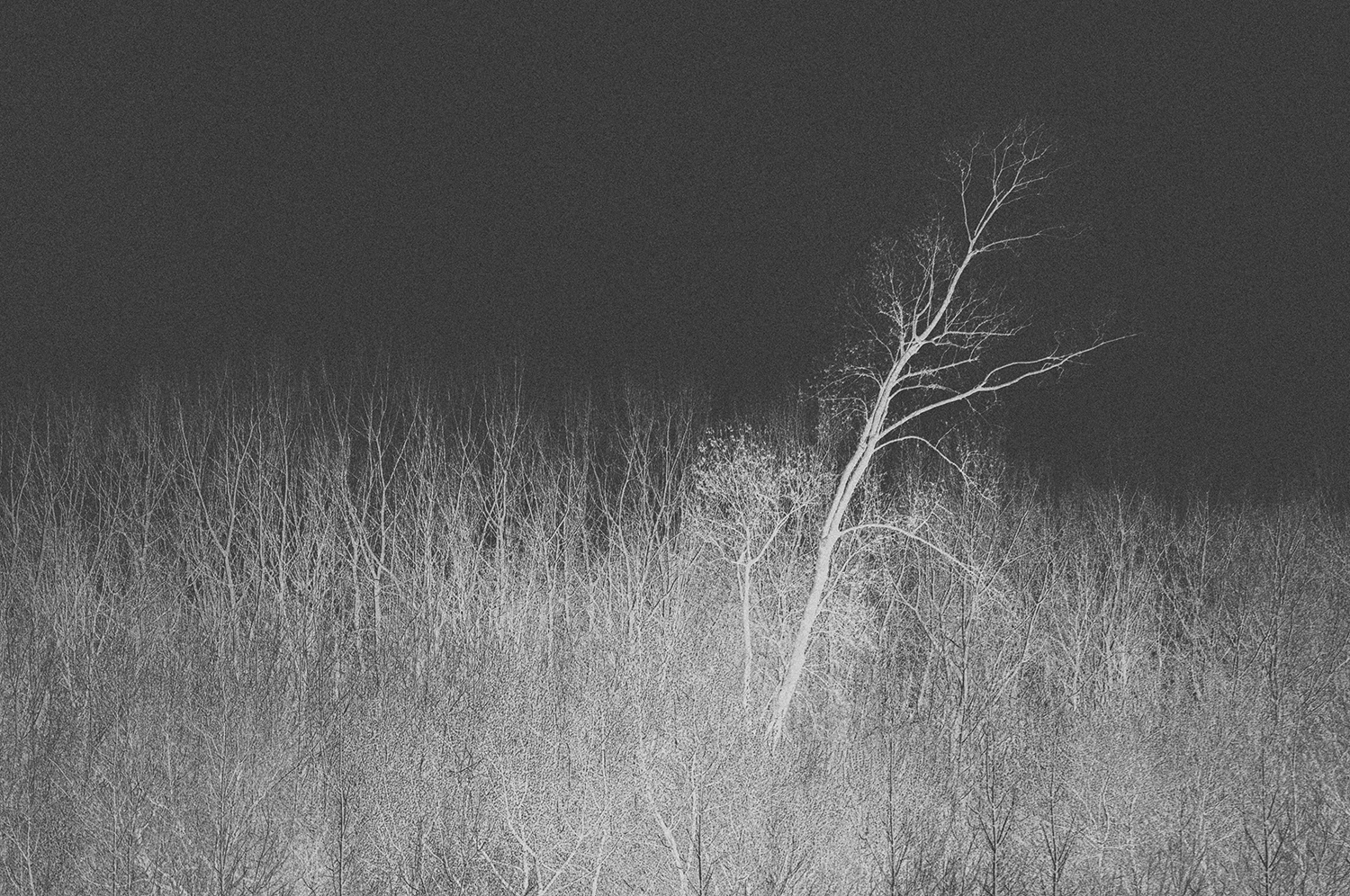 Fine.art.riparian.forest1 2019