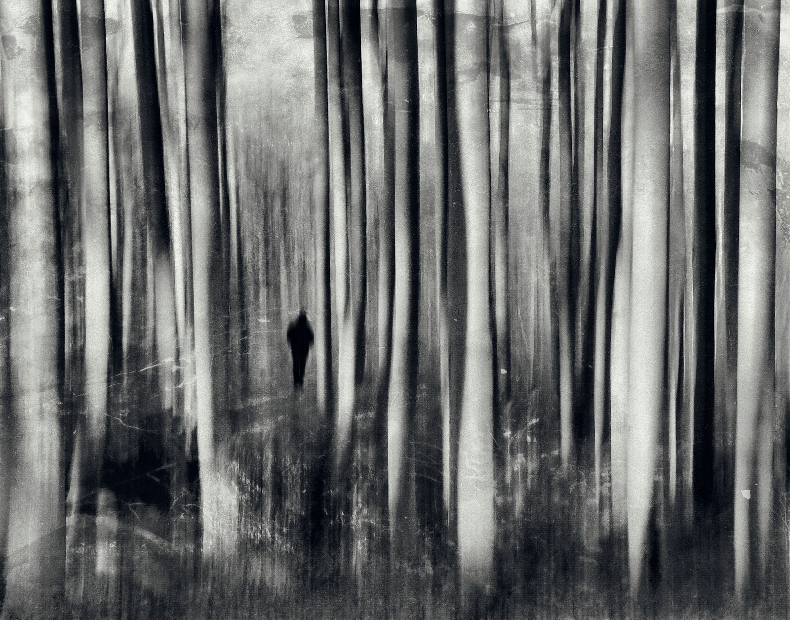 Forrest.of.withered.trees 2009