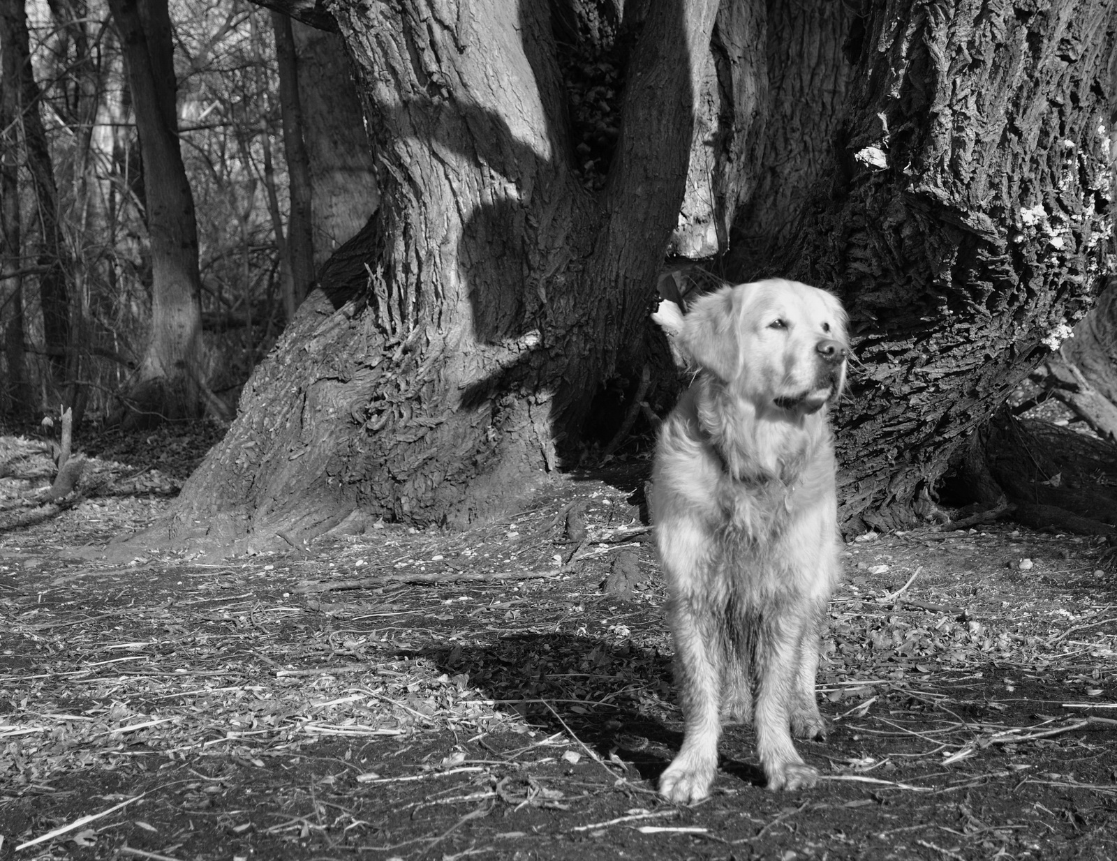 My golden jazz enjoying wintersun 2009