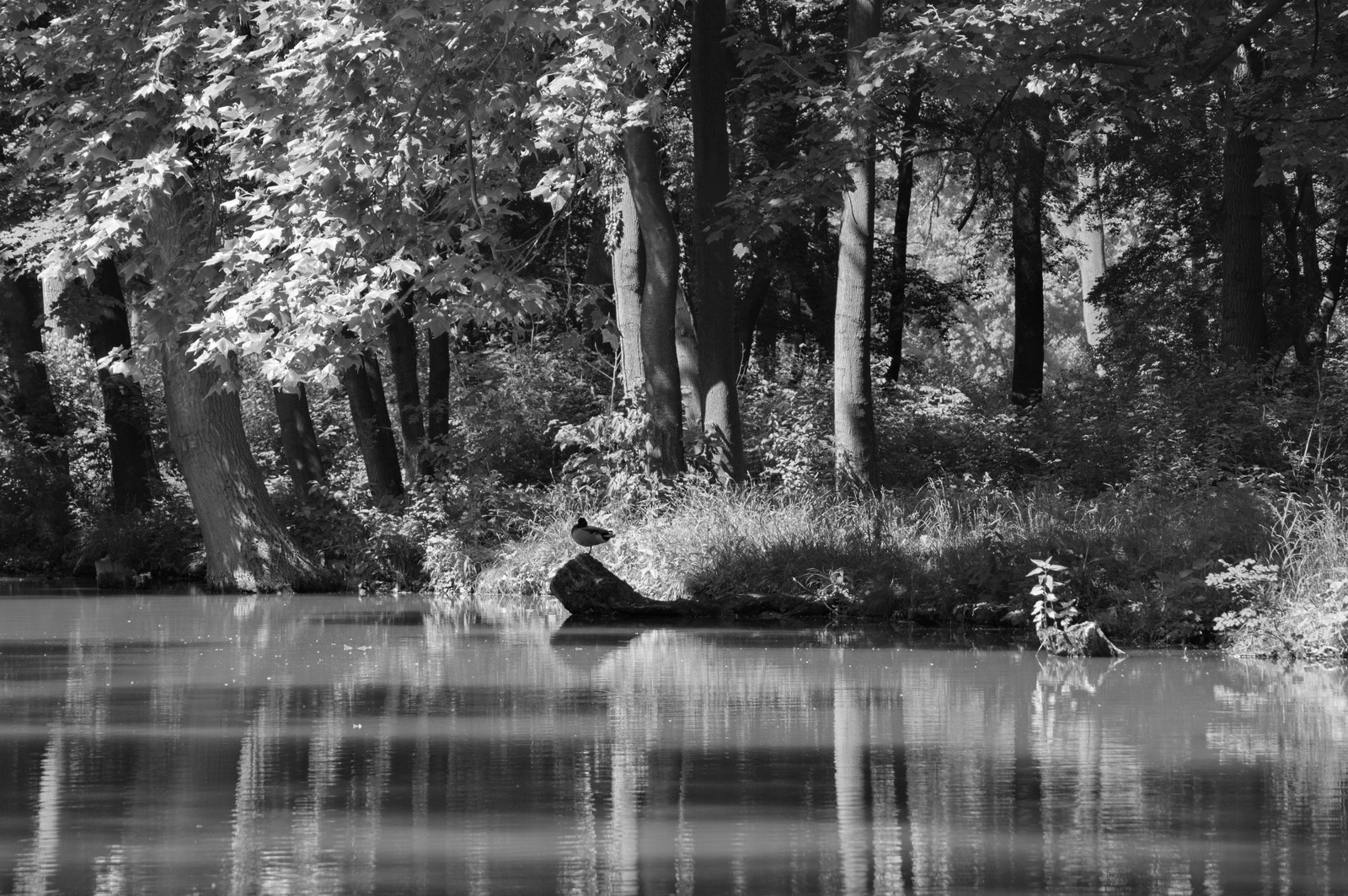 Serenity.in.schlosspark.laxenburg2 2009