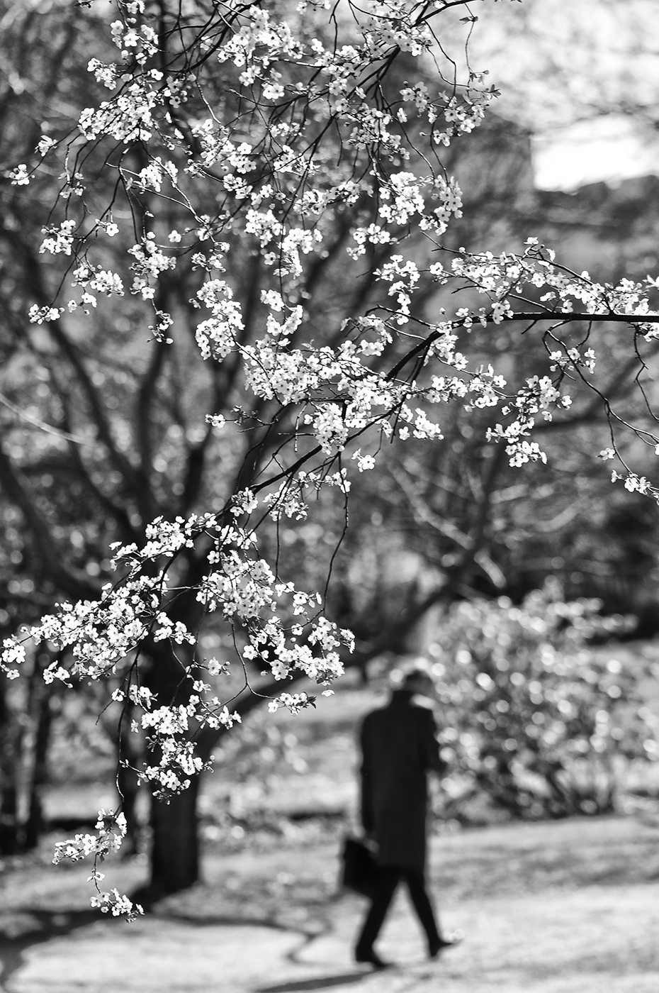 Spring.awakening 2019