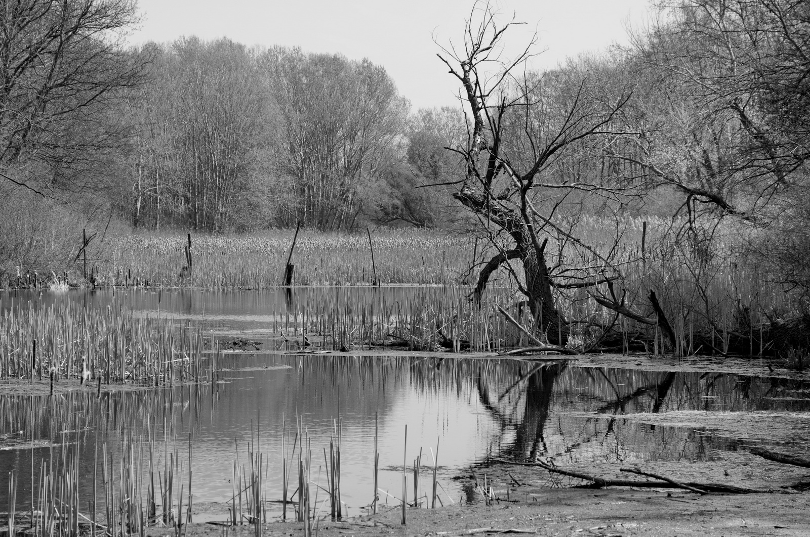 Swamplands.in.april 2014
